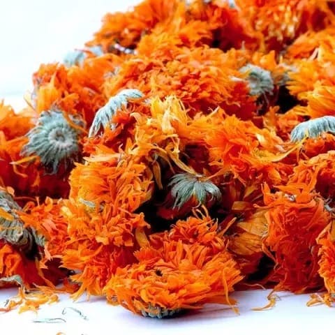 Calendula flower