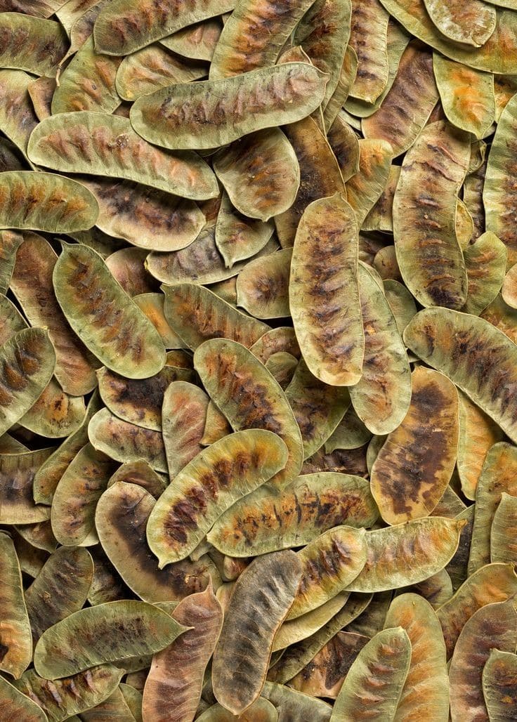 Salmeka