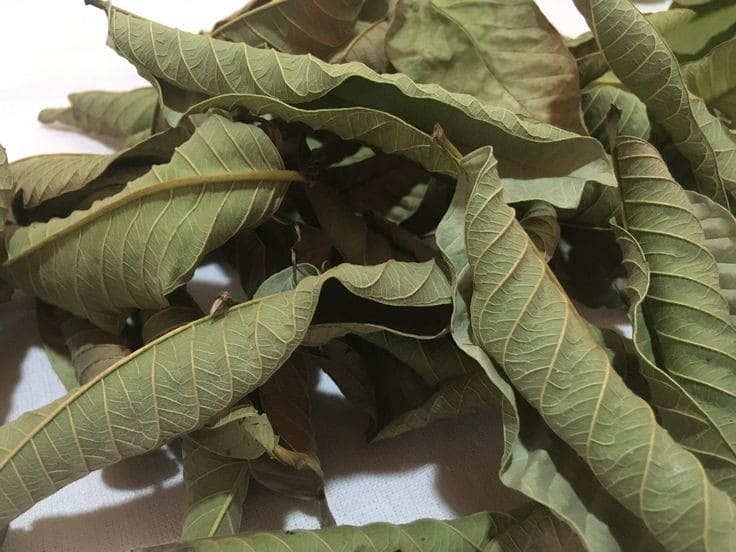Guava leaf