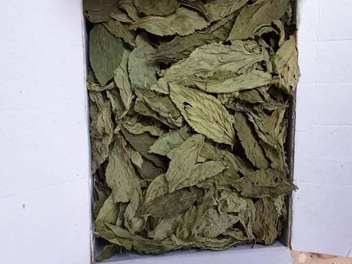 Molokhia