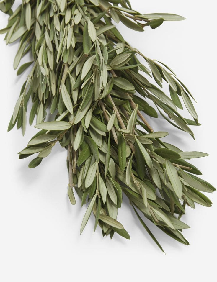 Olive leaves